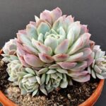 echeveria v květináči