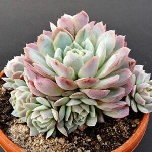 echeveria v květináči