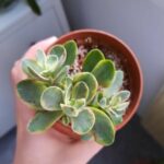 Postřik z hnojíku je super.