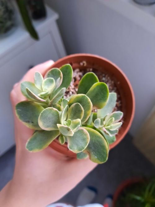 Postřik z hnojíku je super.