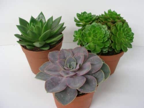 Echeveria v květináči