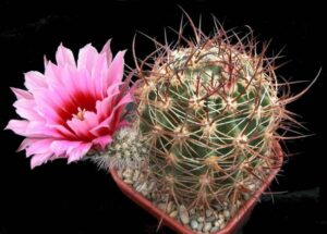 Echinocereus