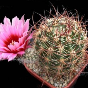 Echinocereus