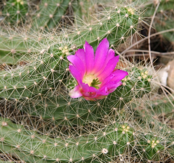 Echinocereus 3 Echinocereus cinerascens