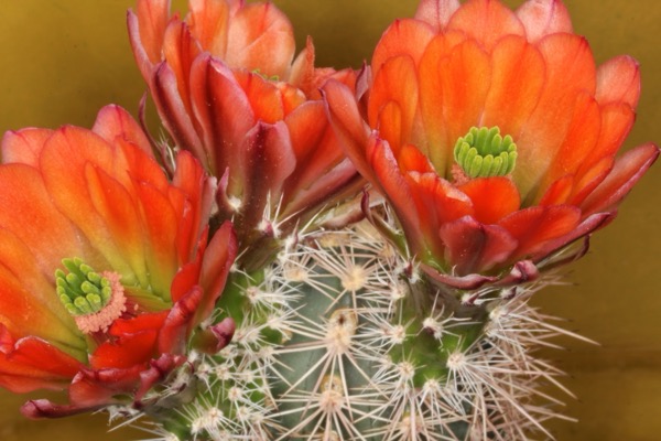 Echinocereus 1 Echinocereus acifer