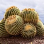 Echinokaktus grusonův