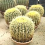 Echinokaktus grusonův v květináči