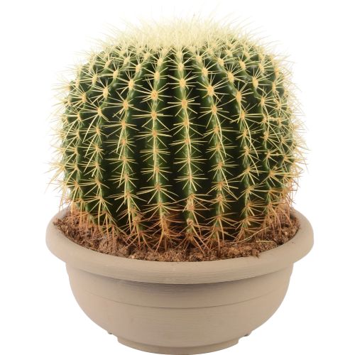 Echinokaktus grusonův v květináči