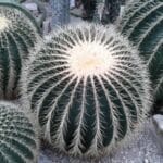 Echinokaktus grusonův