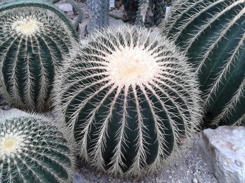 Echinokaktus grusonův