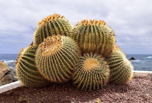 Echinokaktus grusonův