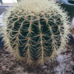 Echinokaktus grusonuv4