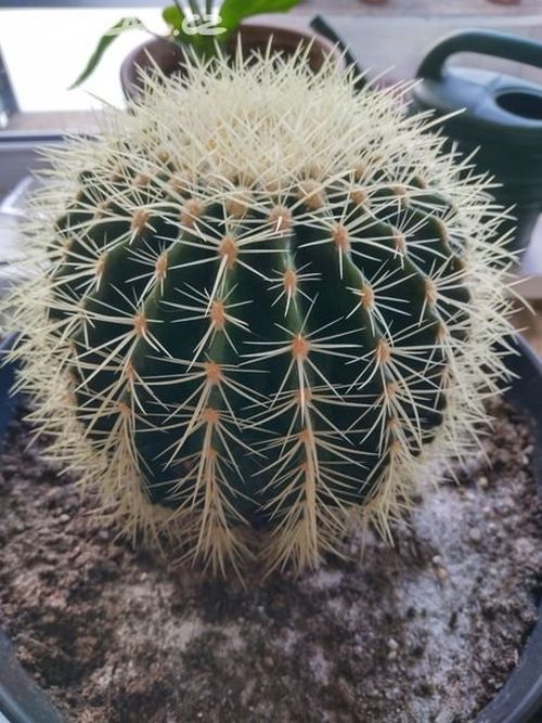 Echinokaktus grusonuv4