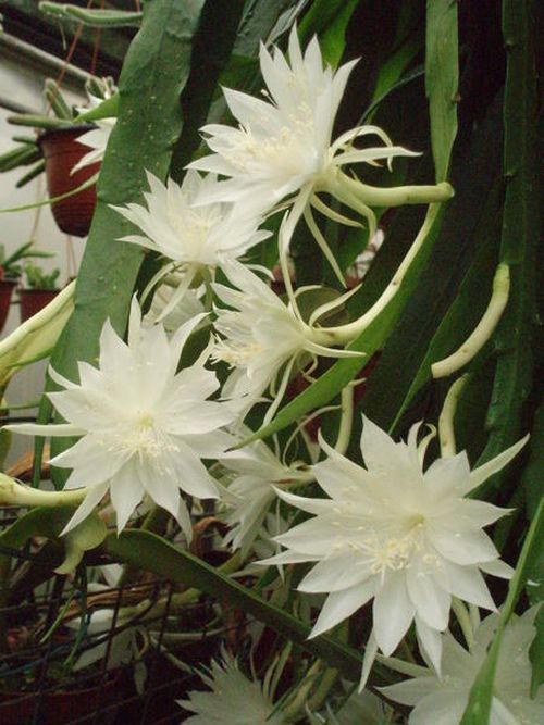 Epiphyllum crenatum