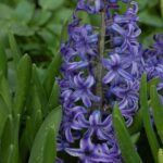 hyacint květy a listy