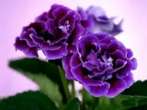 Hnojení pokojových rostlin 84 Gloxínie nádherná