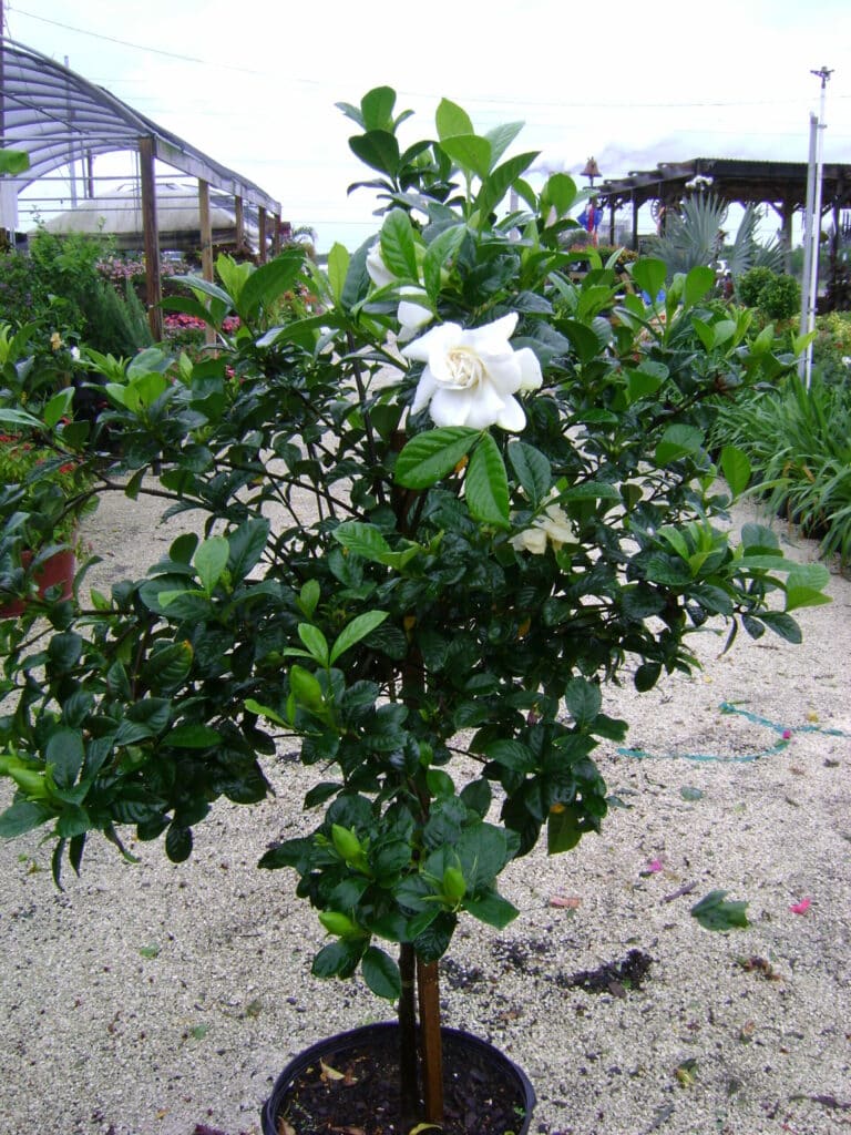 gardenia - rozkvetlá v květináči položená na prašné cestě.