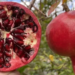 Granátové jablko (Punica granatum)