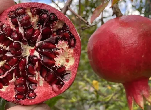 Granátové jablko (Punica granatum)