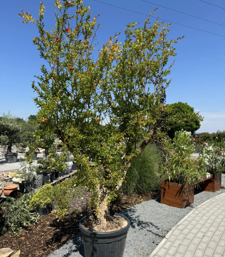 Granátové jablko (Punica granatum)
