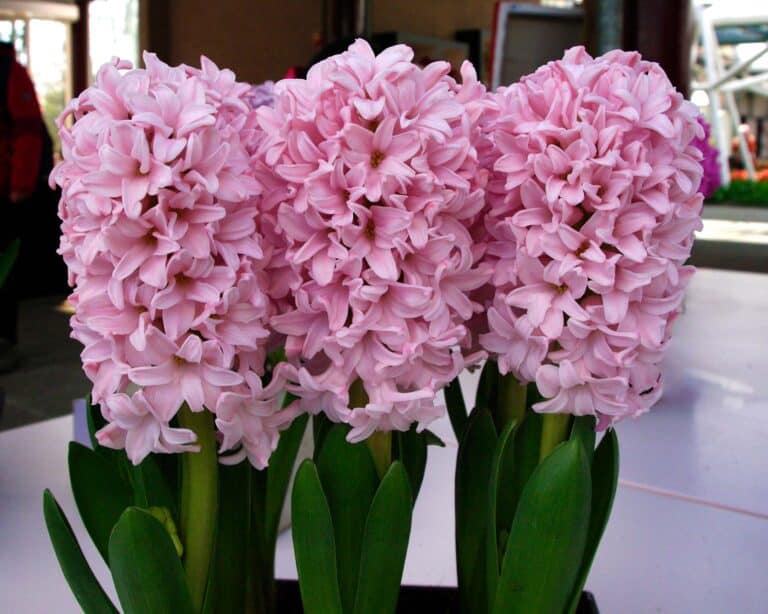 Hyacint 10 Hyacinthus orientalis Hybrid