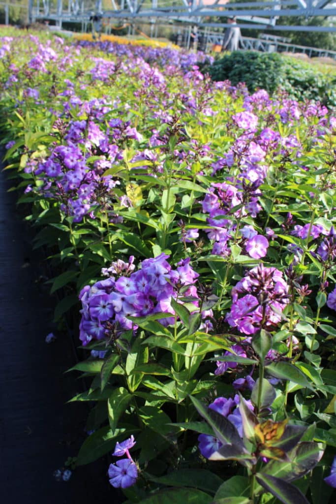 flox - velký počet zdravých rostlin za slunečného dne.