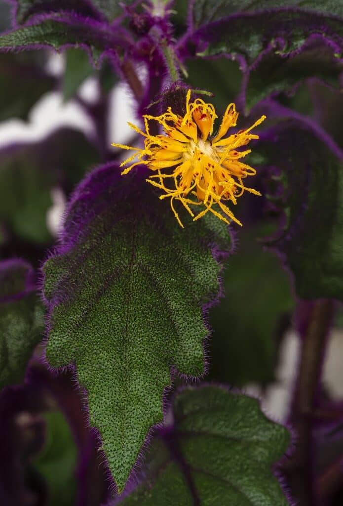 gynura - ukázka žlutého květu této rostliny.