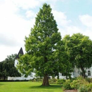 Metasekvoje čínská