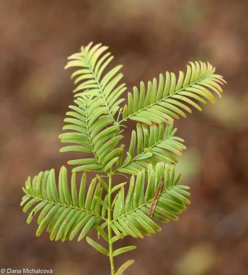 Metasekvoje čínská - jehličí