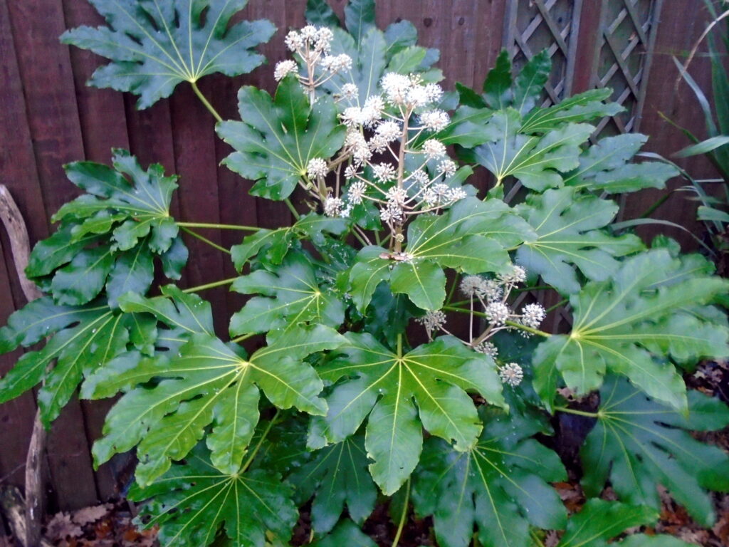 Fatsia japonica - po rozkvětu