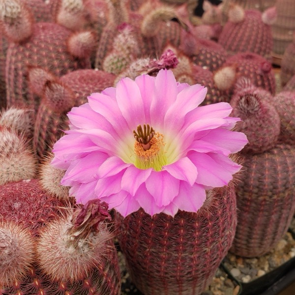 Echinocereus 6 Echinocereus pectinatus