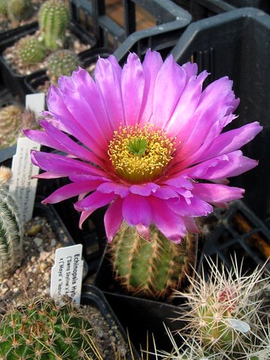 Echinocereus 2 Echinocereus baileyi