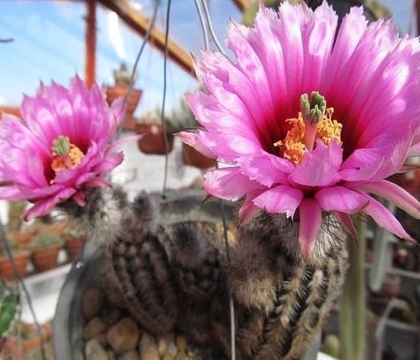 Echinocereus 5 Echinocereus fitchii 