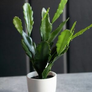 epifylum v květináči