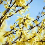 forsythia europaea background 1