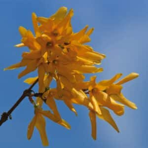 forsythia suspensa 1