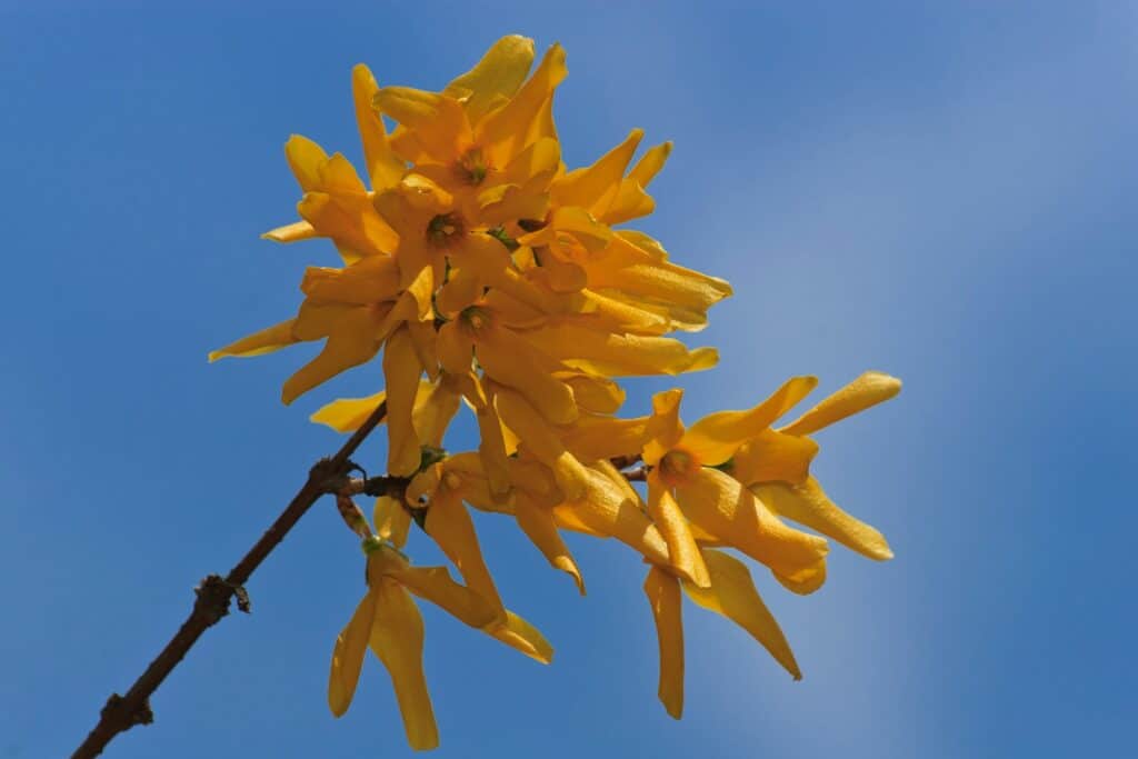 forzýtie - květy rostliny osvícené sluce při letním dnu.