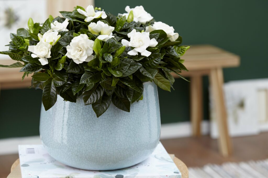 gardenia - vsazená do keramického květináče.