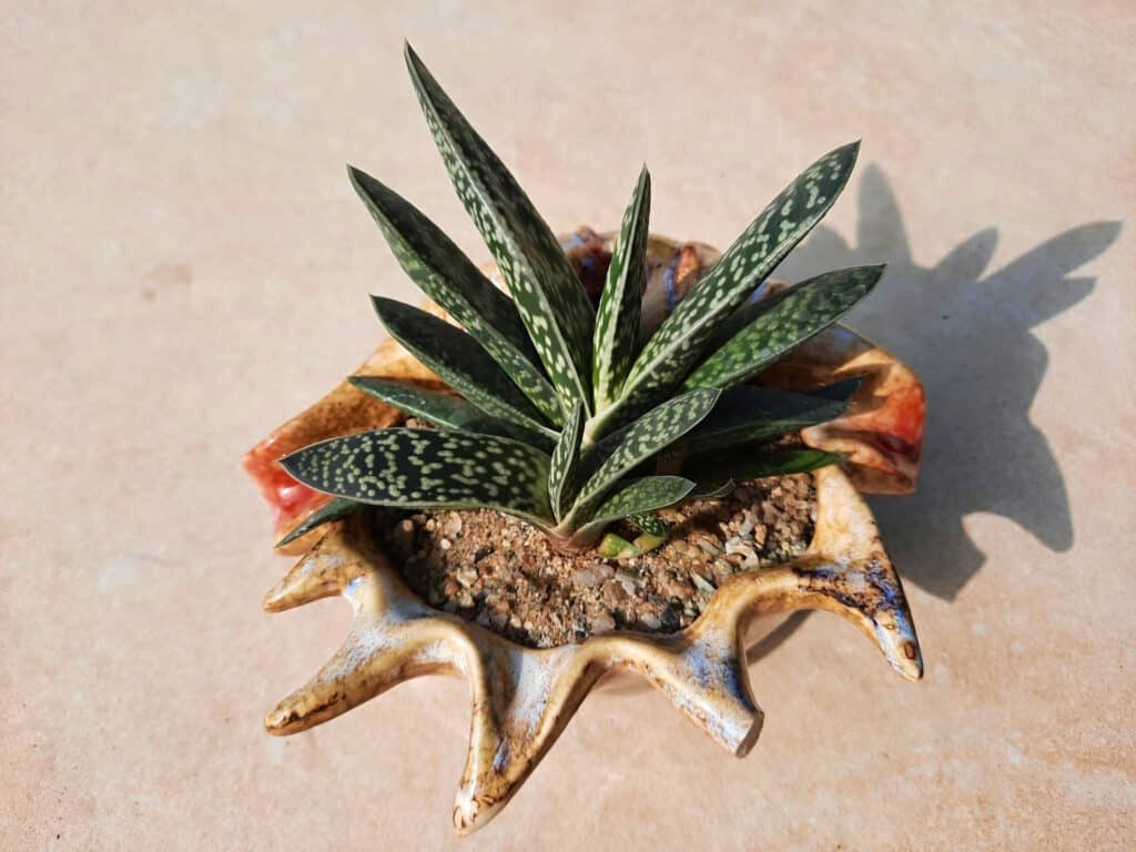 Gasterie - zasazená v ozdobném květináči