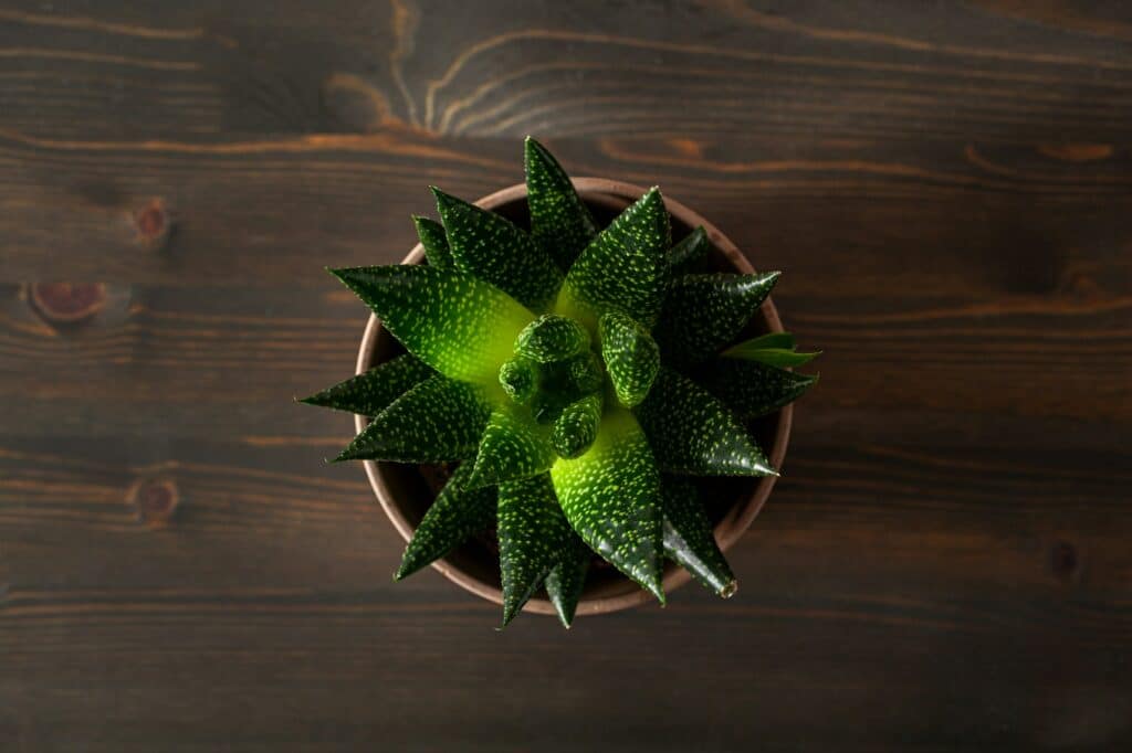 gasteria - při pohledu na rostlinu ze shora.