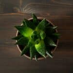 gasteria - při pohledu na rostlinu ze shora.