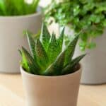 green houseplants cactus succulent aloe vera gasteria duval pilea depressa 1