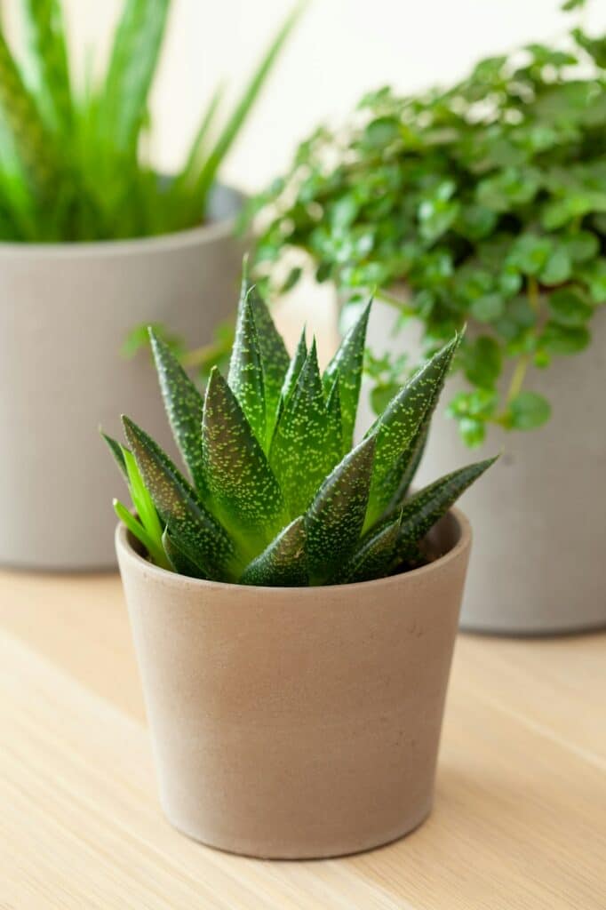 Gasterie - sazená do květináče, v kompozici s dalšími rostlinami