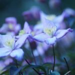 flox - detailnější fotka zaměřená na květ rostliny.