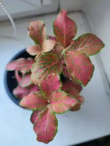 Hnojení pokojových rostlin 86 fitonie - při pohledu ze shora