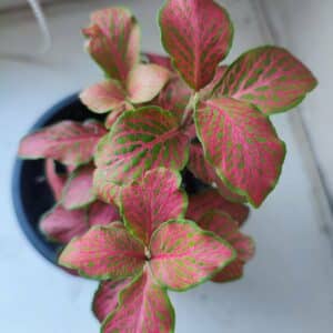 fitonie - při pohledu ze shora