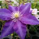 plamenek clematis kolin 1