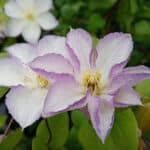 plamenek clematis pardubice 1