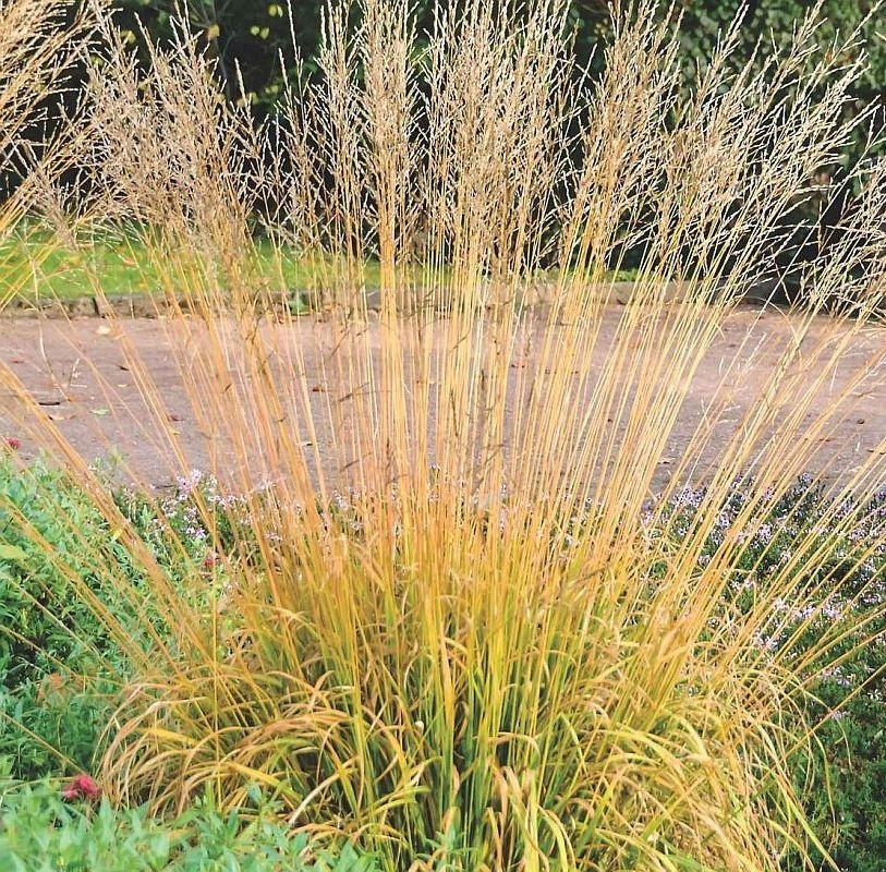 Bezkolenec rákosovitý