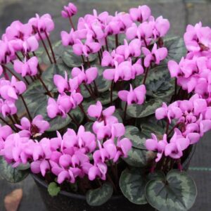 Brambořík Cyclamen coum